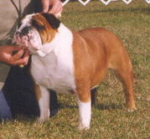 English bulldog : CH Lyerly's Leather'N Lace